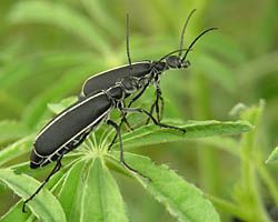 Blister beetle - Epicauta