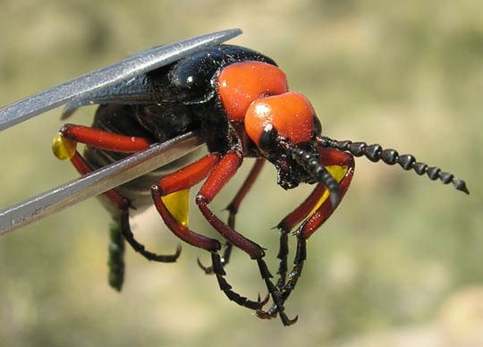 Blister beetle Oozing Chemical