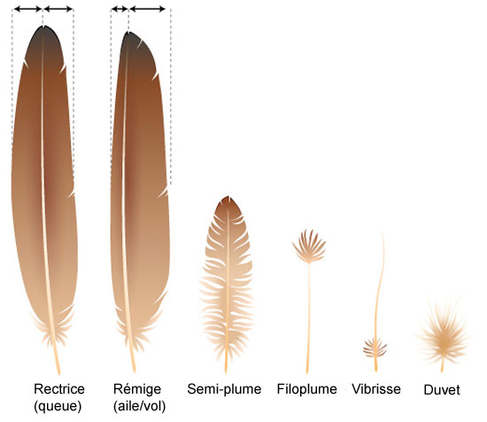 feathers