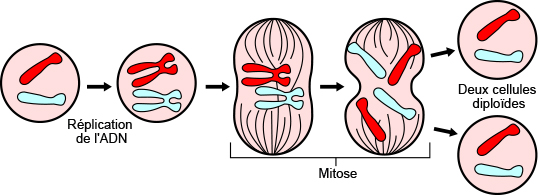 La division cellulaire par mitose