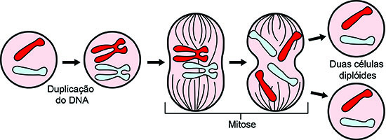 Mitose