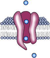 plasma membranes