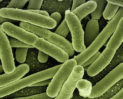 Ecoli bacteria viewed up close in a high powered microscope