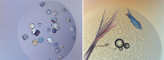 Crystal froms of proteins