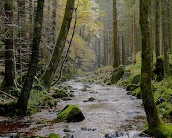 forest stream