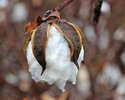 Cotton boll