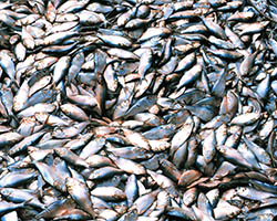 sobrepesca