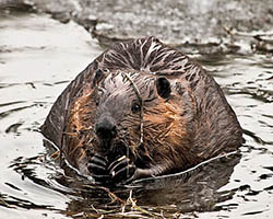 American Beaver