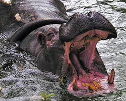 Hippo with mouth open