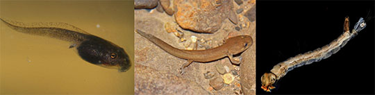 Water life stages