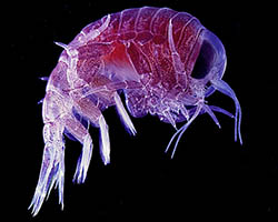 Hyperia macrocephala