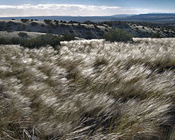 Windy hill with grass
