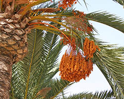 Date palm