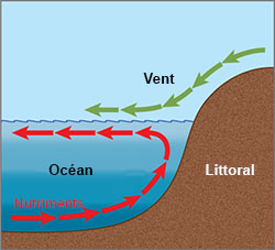upwelling dans l'océan