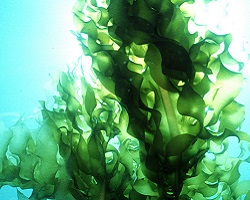 Sea weed