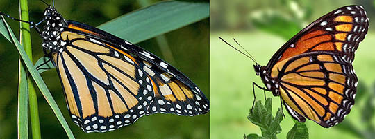 Here we see a monarch on the left and a viceroy on the right. Image by PiccoloNamek. monarch viceroy comparison