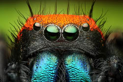 Jumping Spider
