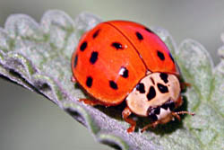 Lady Beetle