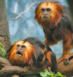Golden-headed lion tamarins