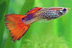 Guppy