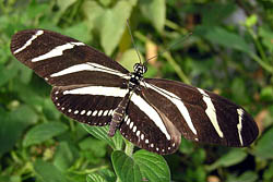 Heliconius Butterfly