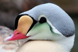 King Eider