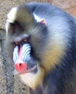Mandrillus sphinx
