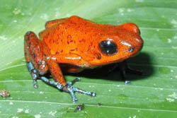 Poison Dart Frog