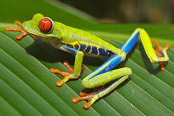 Red-eyed Tree Frog