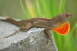 Green anole