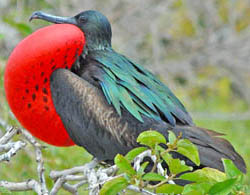 Male Nesting Frigatebird Bird