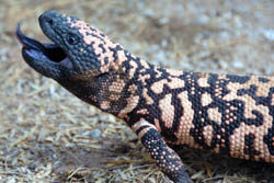 Gila Monster