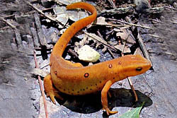 Newt