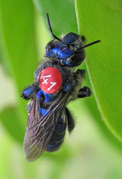 Female orchid bee
