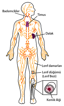 Lymph system