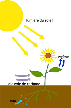 Notions de base de la vie végétale
