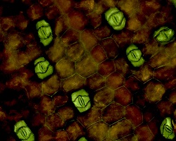 stomata