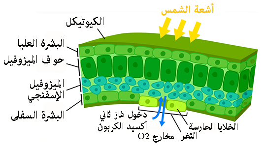 ورقة نبات عن قرب