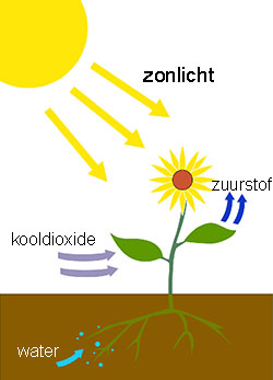 Basis van de flora