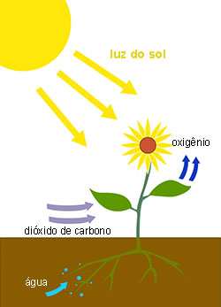Noções básicas de vida vegetal