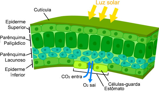 Plant leaf close-up