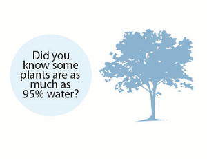 water tree