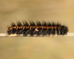 A caterpillar with a parasitic larvae crawling out from its skin