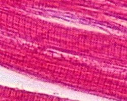 striated muscles