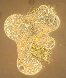 Amoeben zijn eencellig, eukaryoot plankton amoeba