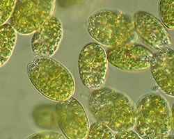 Tetraselmis (phytoplankton)