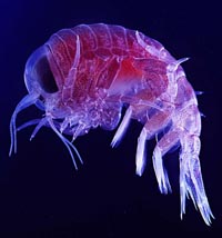 Sommige typen plankton bestaan maar uit een enkele cel. Maar andere hebben veel meer cellen, zoals de zooplankton op het plaatje. zooplankton
