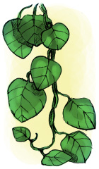 Curare sketch