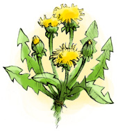 Dandelion sketch