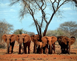 Elephants of Kenya